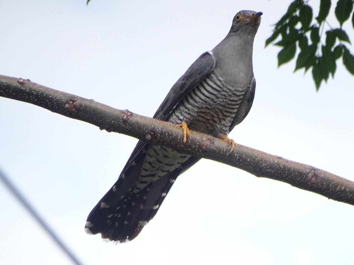 Common Cuckoo - ML636705261