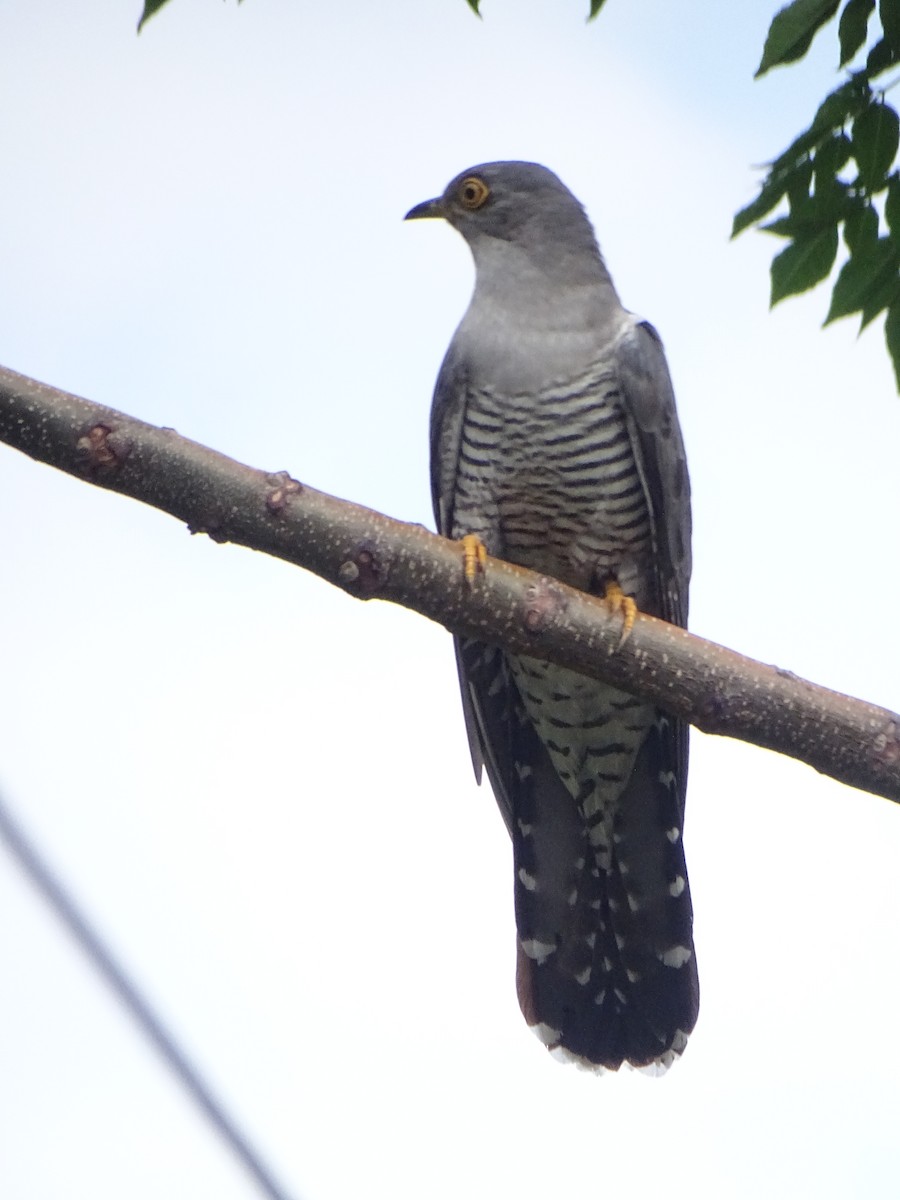 Common Cuckoo - ML636705262