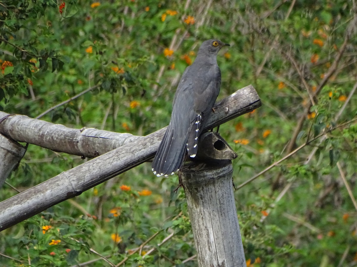 Common Cuckoo - ML636705264