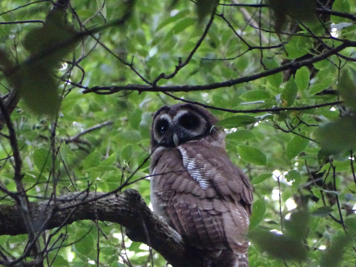 Brown Wood-Owl - ML636705271