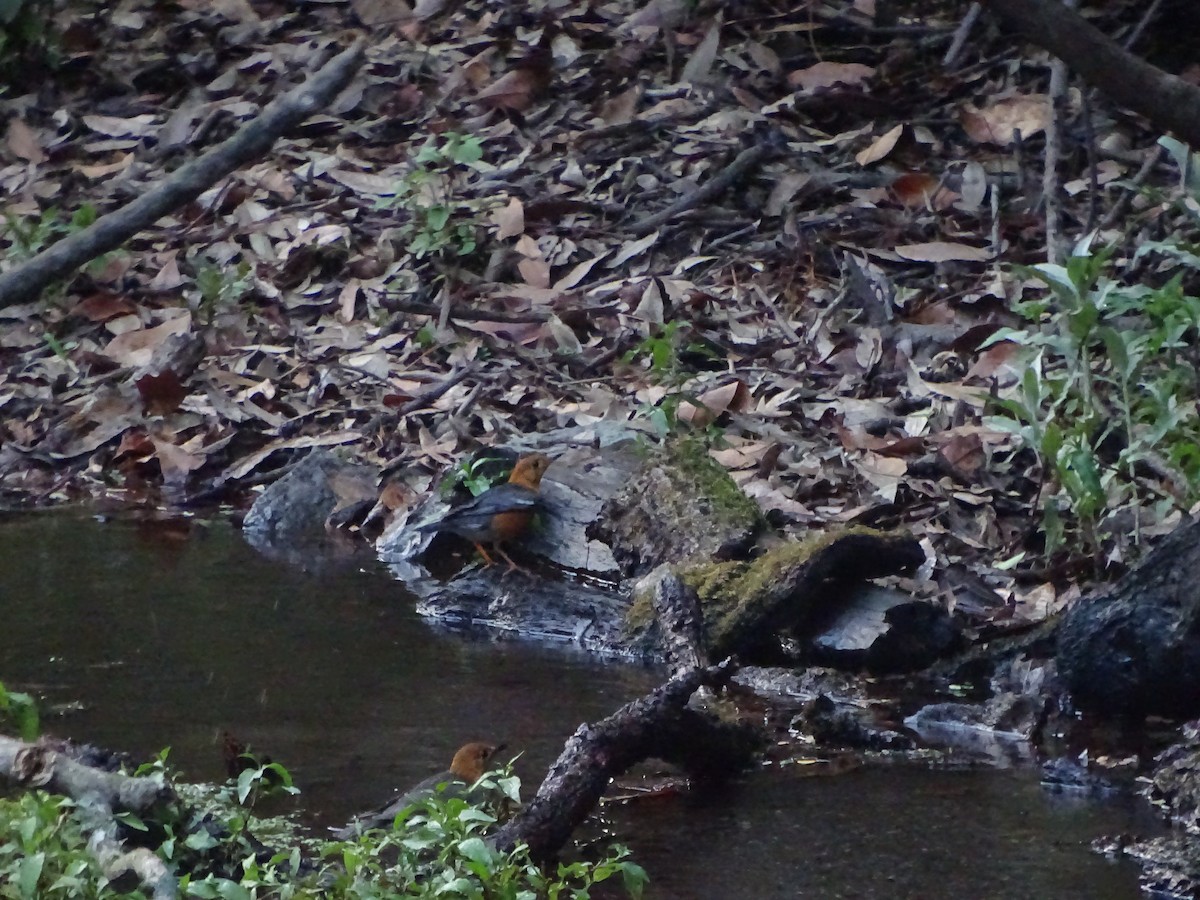 Orange-headed Thrush - ML636705296