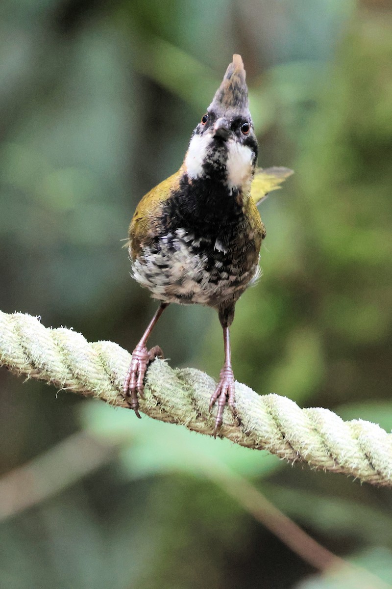 Eastern Whipbird - ML636705320