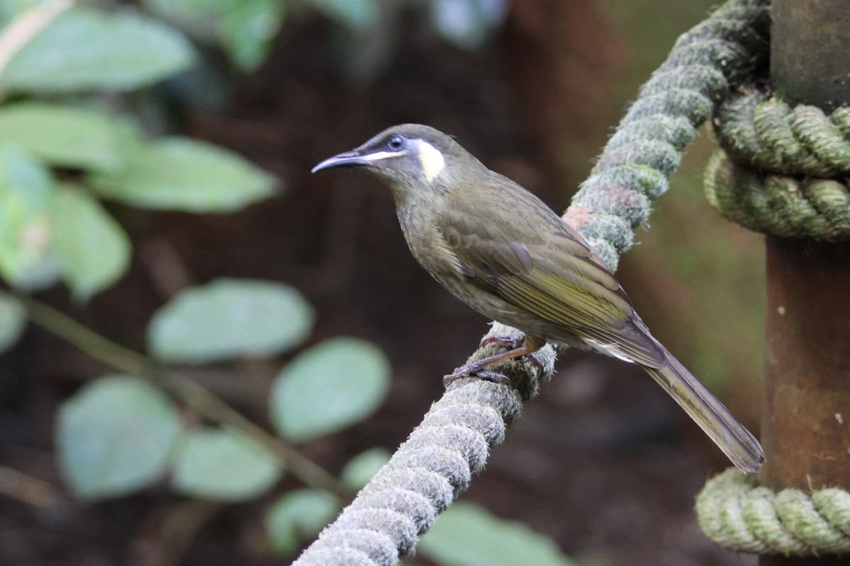 Lewin's Honeyeater - ML636705349