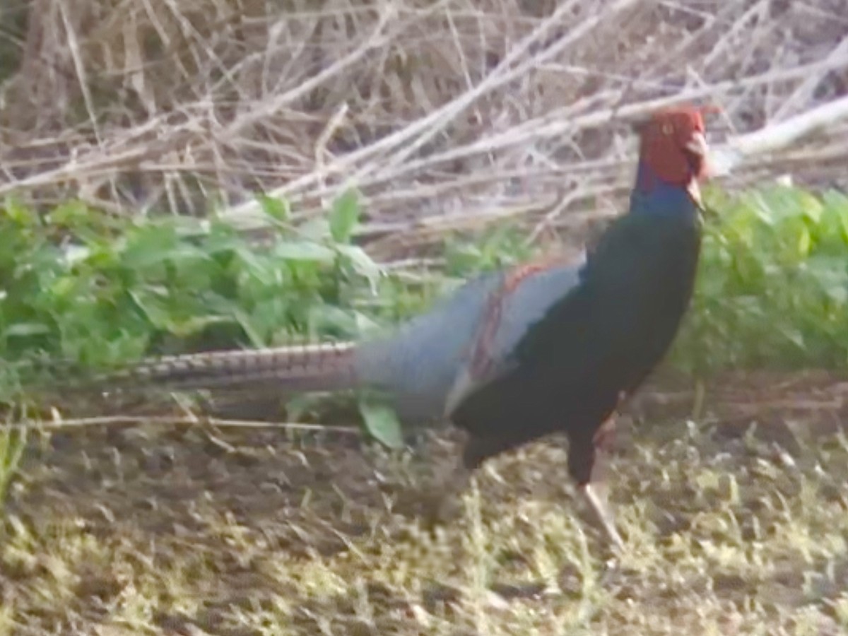 Green Pheasant - ML636705368