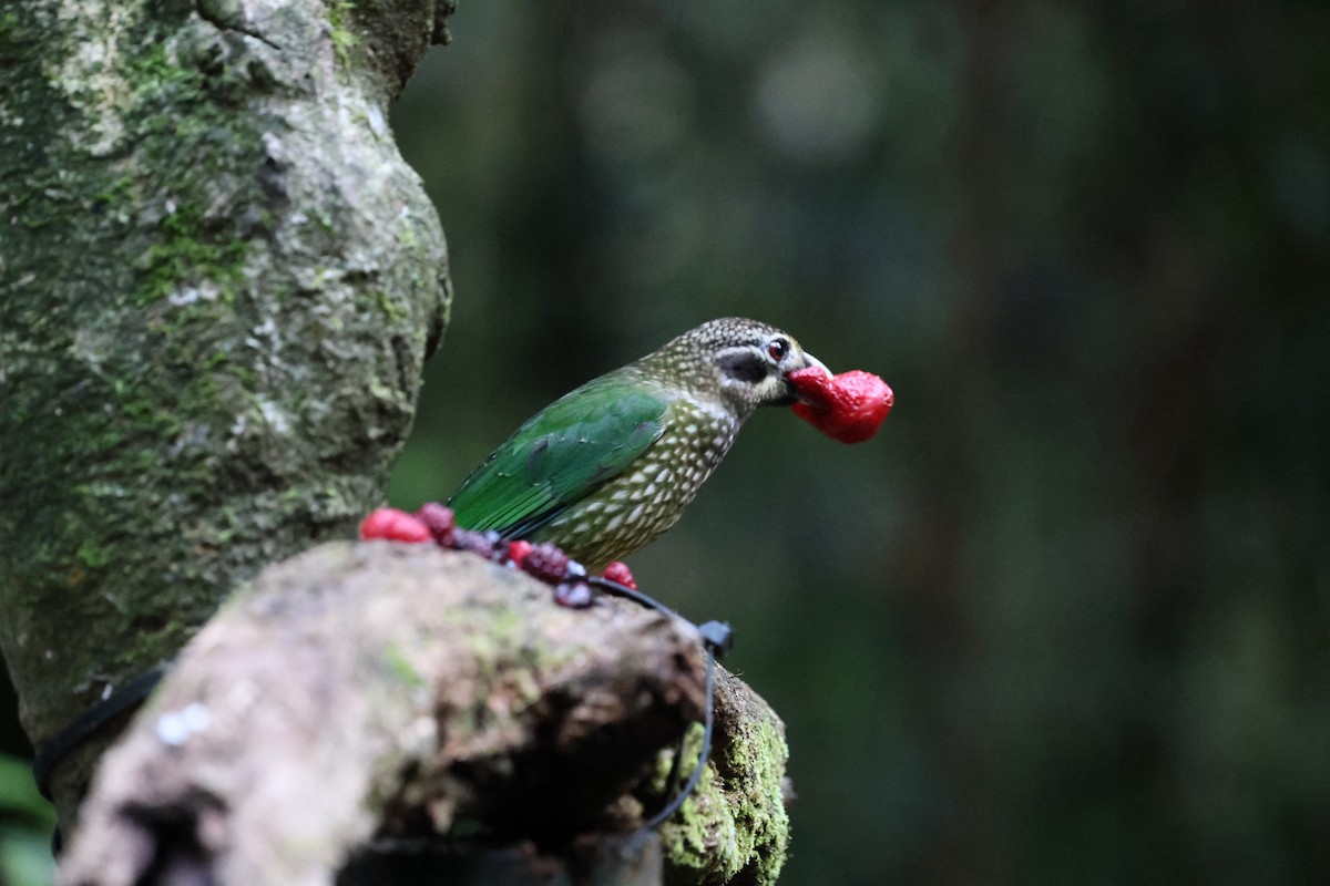 Spotted Catbird - ML636705401