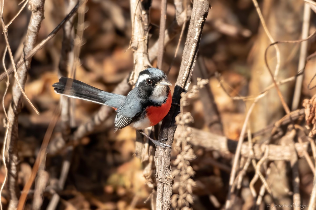 Red-breasted Chat - ML636705514