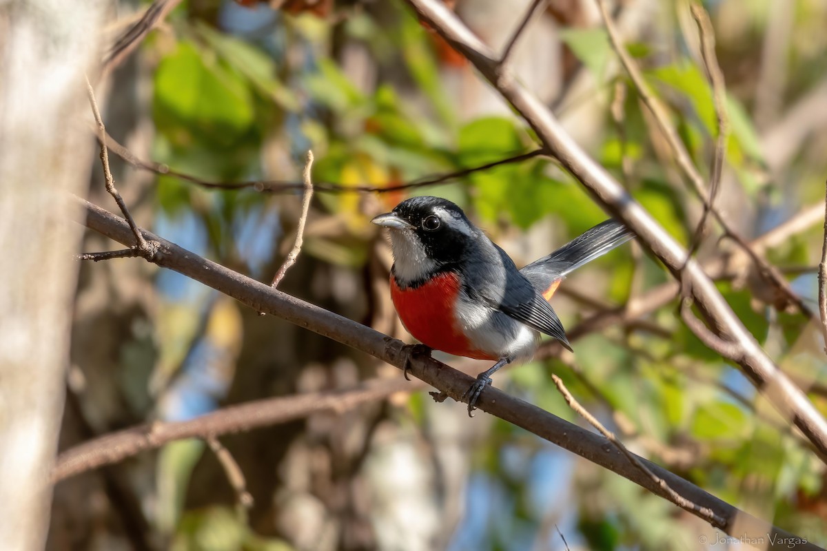 Red-breasted Chat - ML636705515
