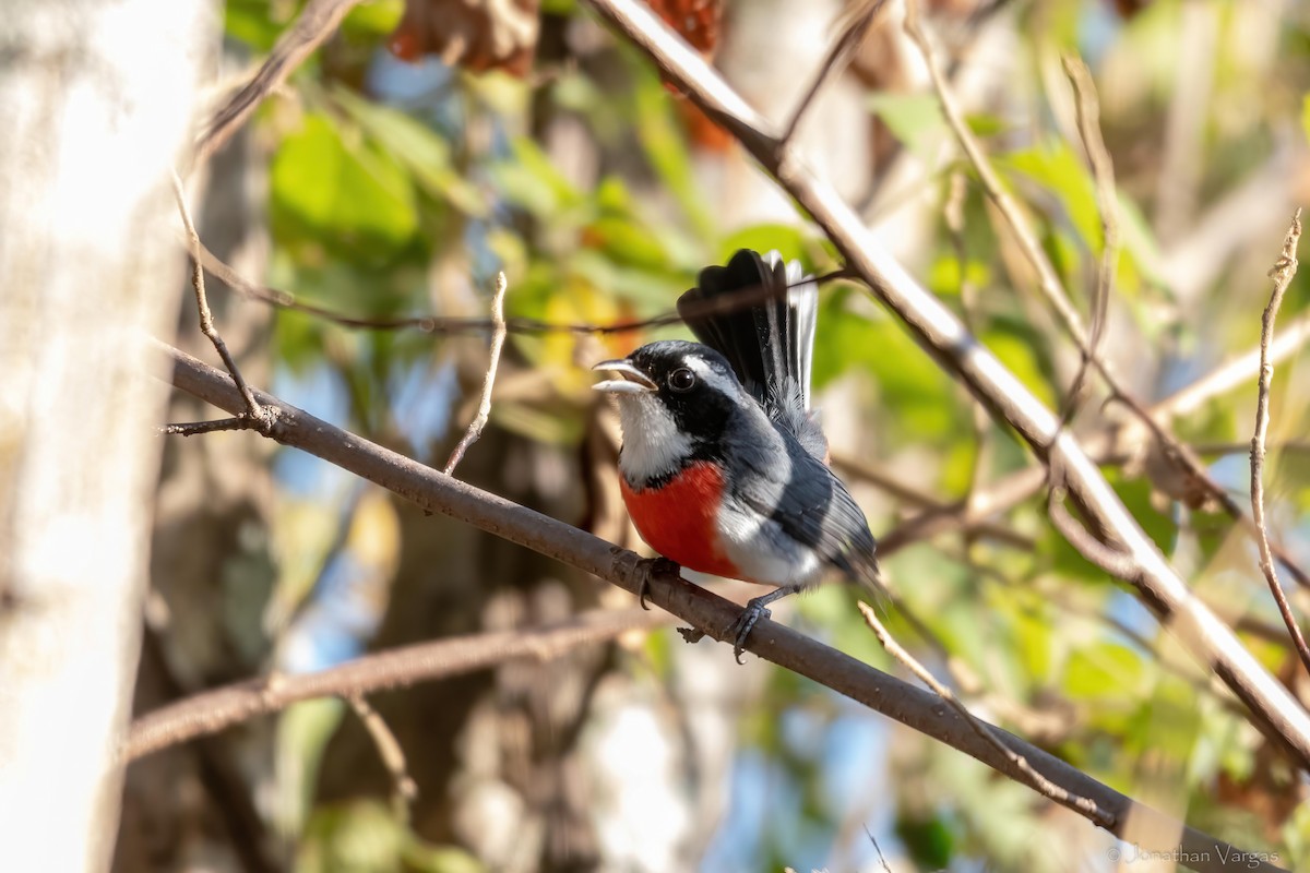 Red-breasted Chat - ML636705516