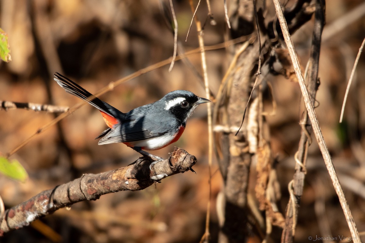 Red-breasted Chat - ML636705517