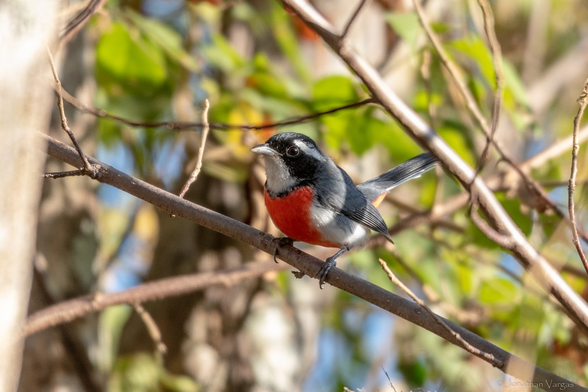 Red-breasted Chat - ML636705518