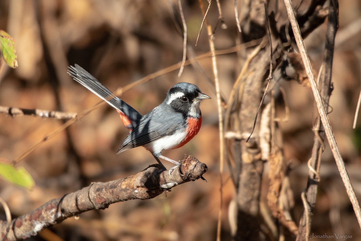 Red-breasted Chat - ML636705519