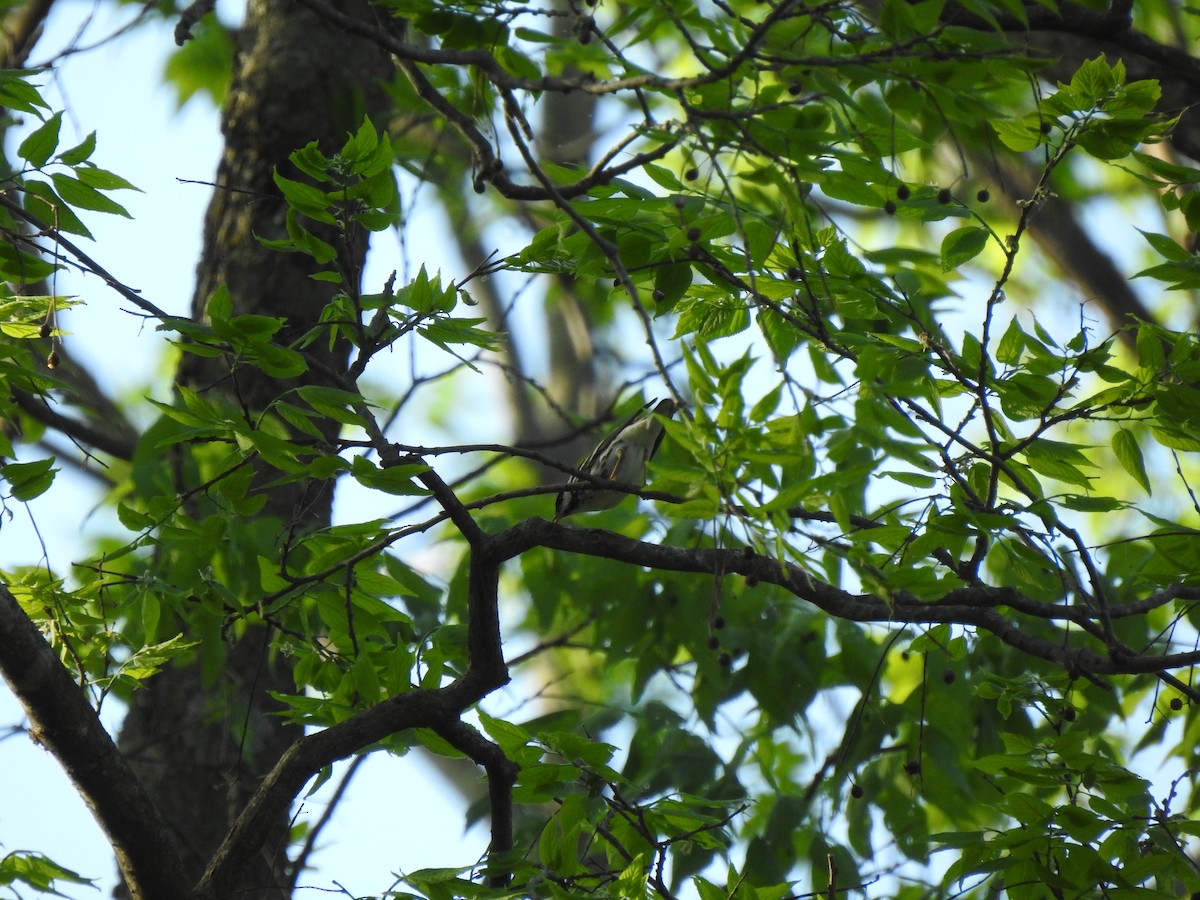 Blackpoll Warbler - ML636705632