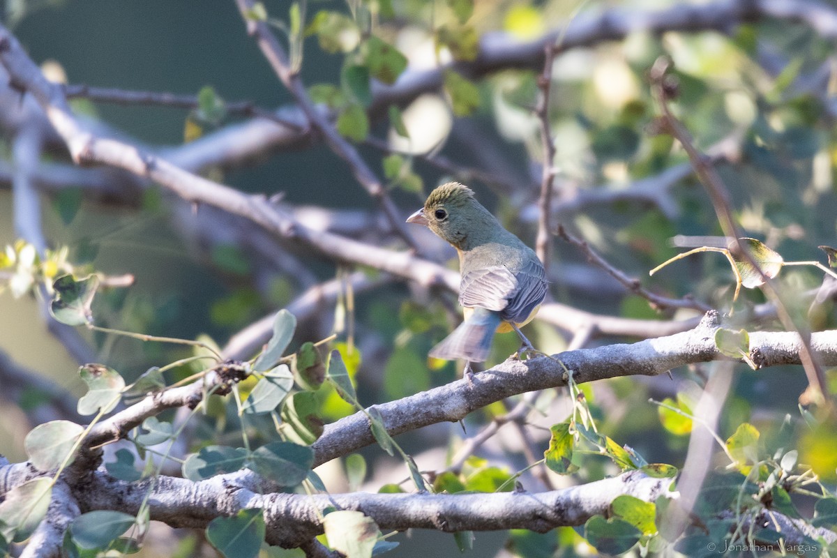 Orange-breasted Bunting - ML636705760
