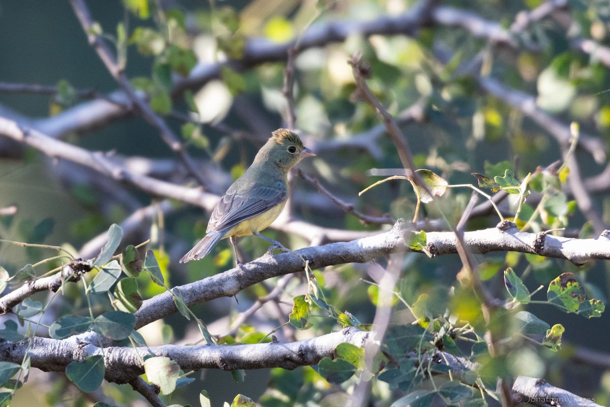 Orange-breasted Bunting - ML636705761