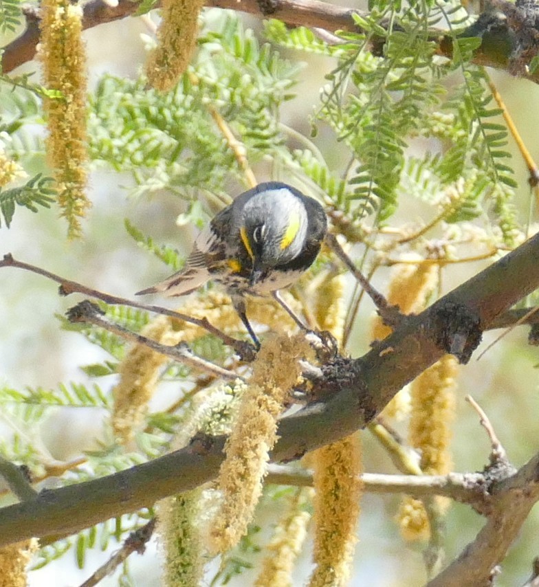 Yellow-rumped Warbler - ML636705784
