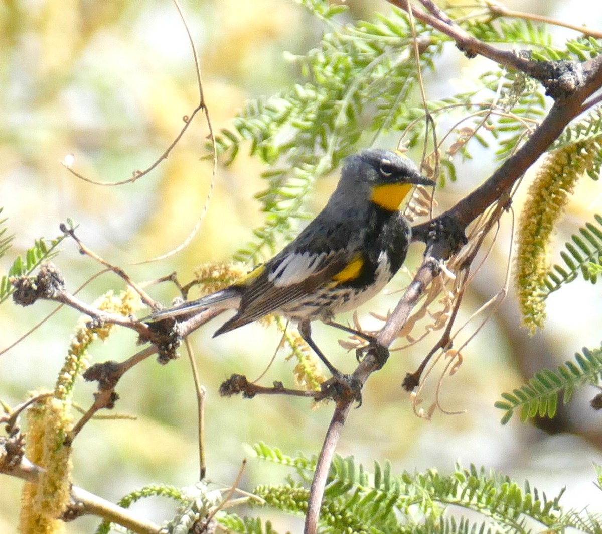 Yellow-rumped Warbler - ML636705785