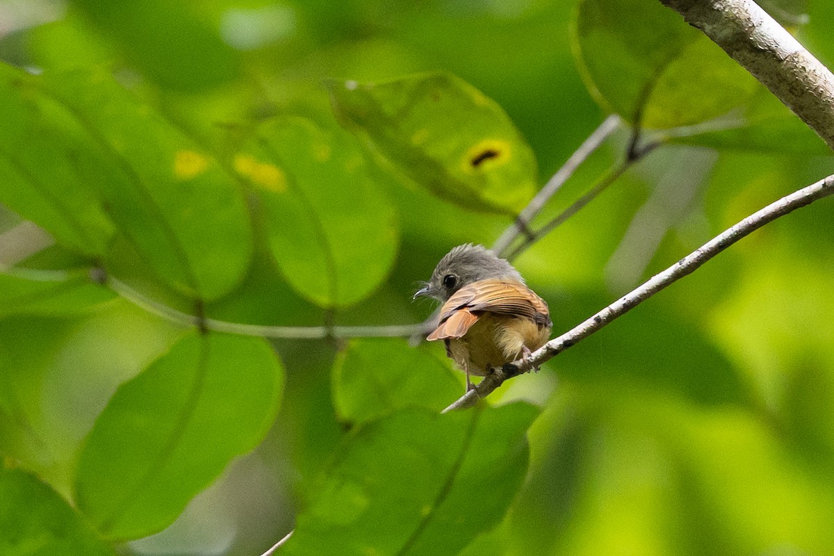 Ruddy-tailed Flycatcher - ML636705826