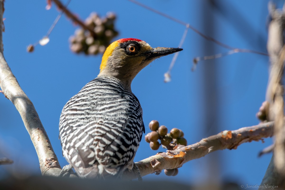 Golden-cheeked Woodpecker - ML636705830