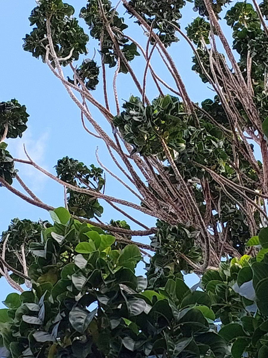 Song Thrush - ML636705831