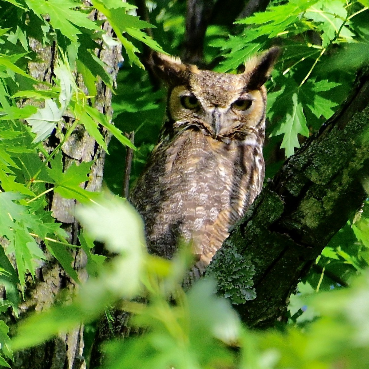 Great Horned Owl - ML636705848