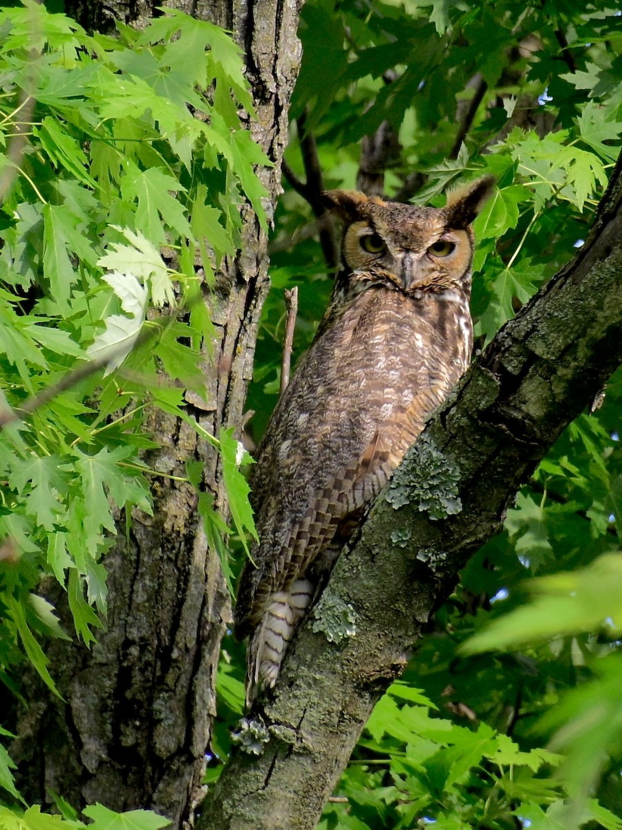 Great Horned Owl - ML636705849