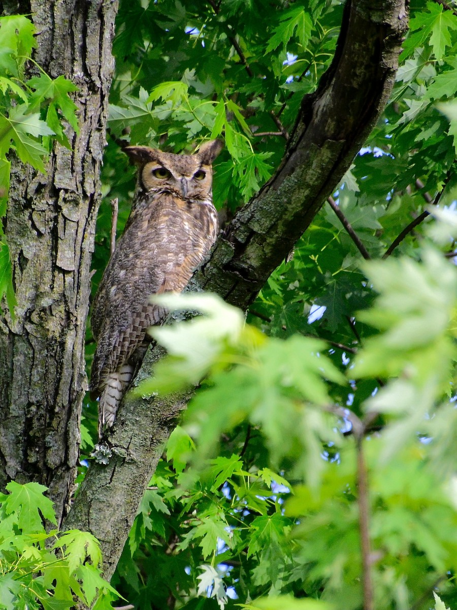 Great Horned Owl - ML636705850