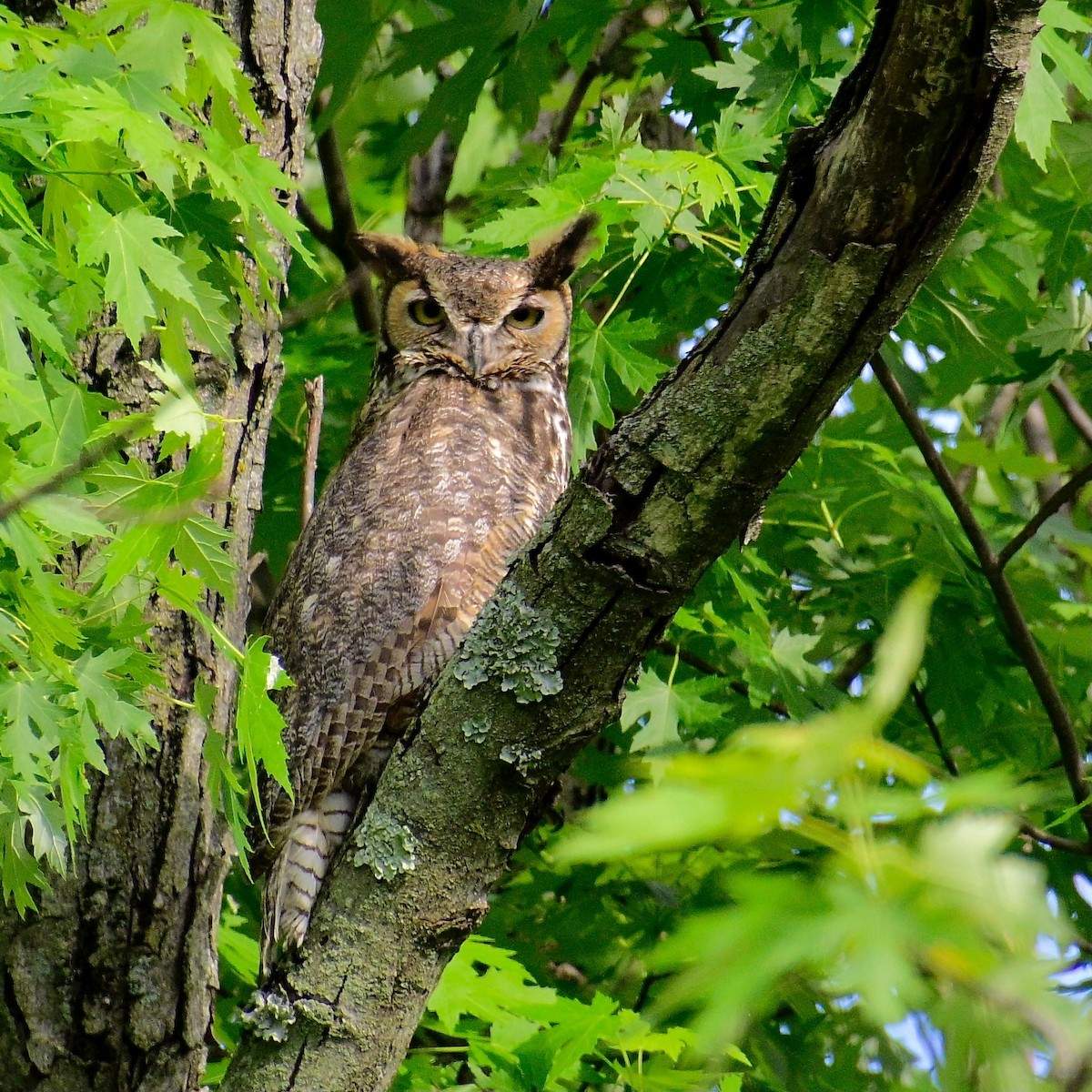 Great Horned Owl - ML636705851