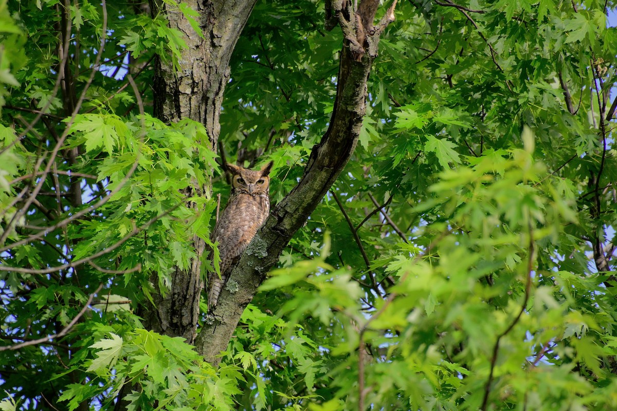 Great Horned Owl - ML636705852