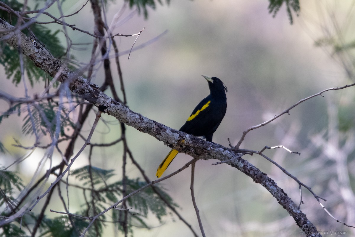 Yellow-winged Cacique - ML636705853