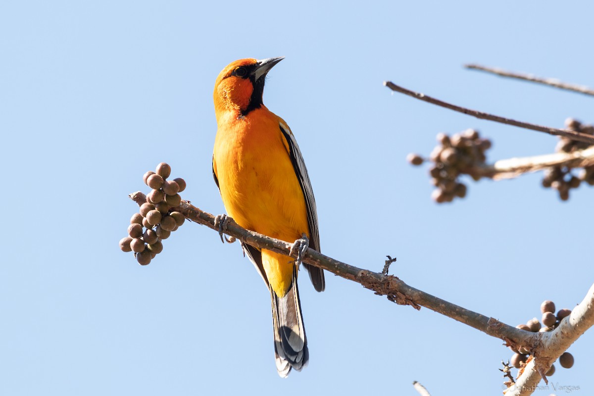 Streak-backed Oriole (West Mexican) - ML636705860