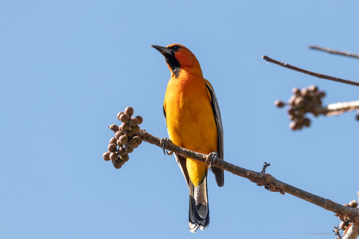Streak-backed Oriole (West Mexican) - ML636705861