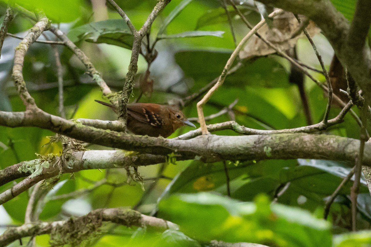 Rufous-backed Stipplethroat (Rio Negro) - ML636705869