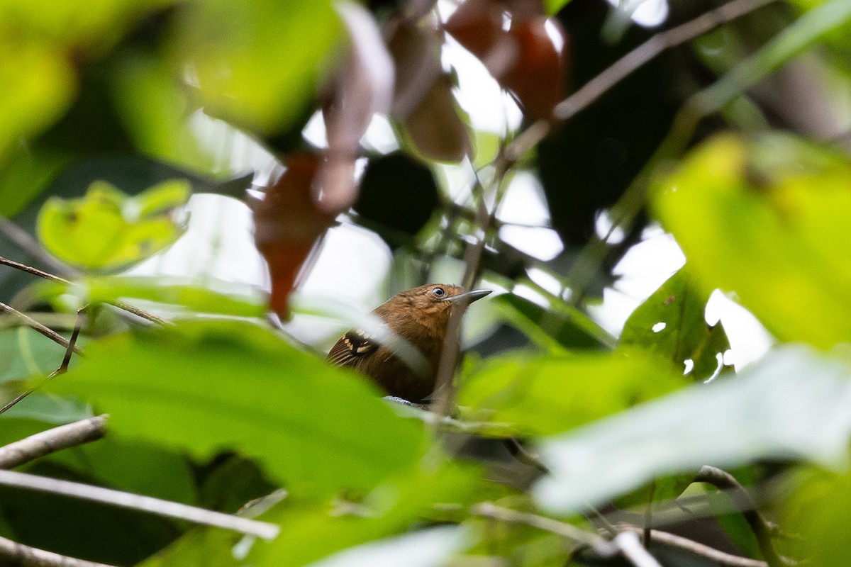 Rufous-backed Stipplethroat (Rio Negro) - ML636705872