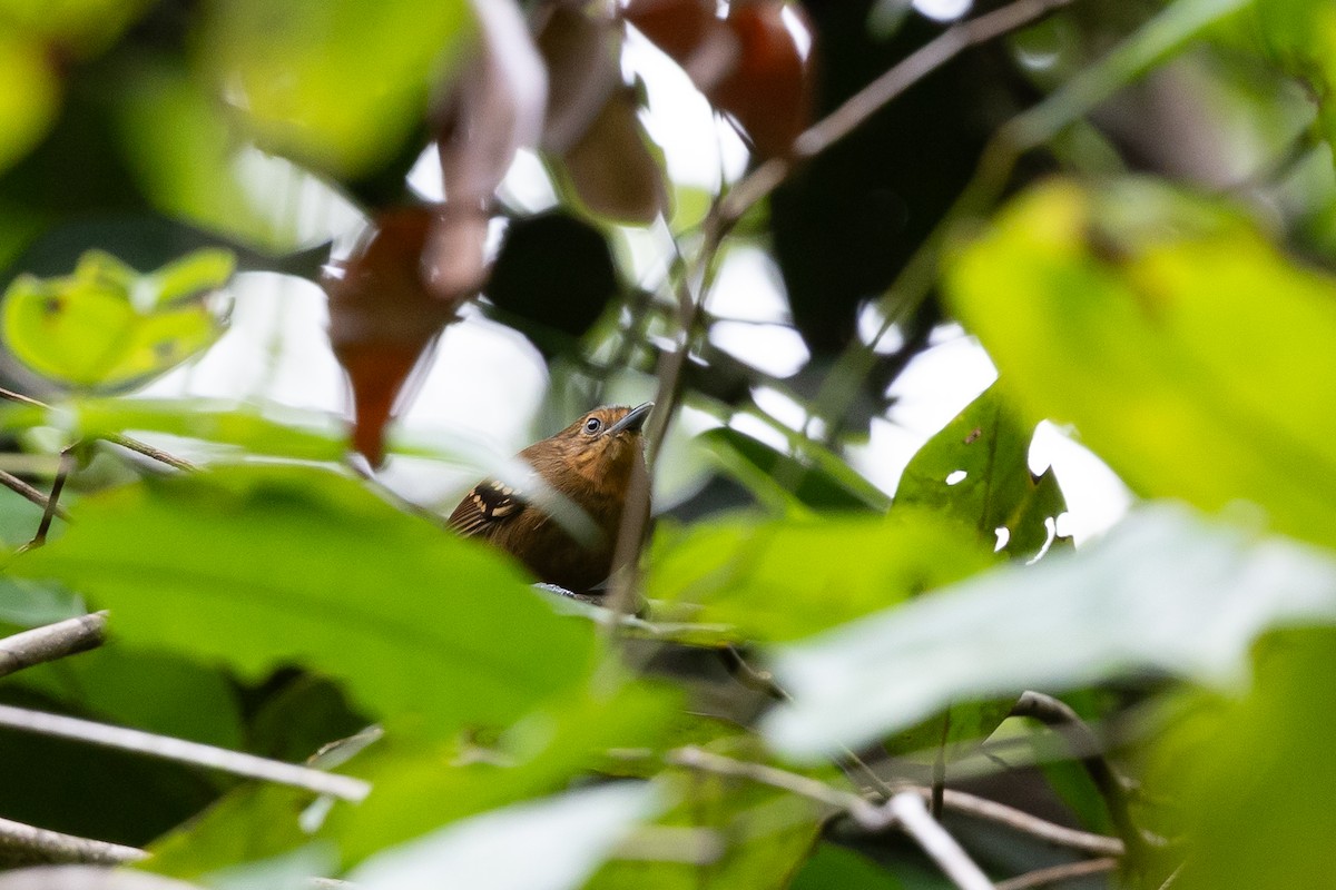 Rufous-backed Stipplethroat (Rio Negro) - ML636705873