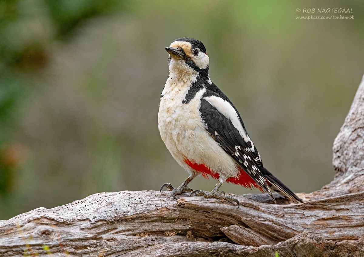 アカゲラ - ML636705877