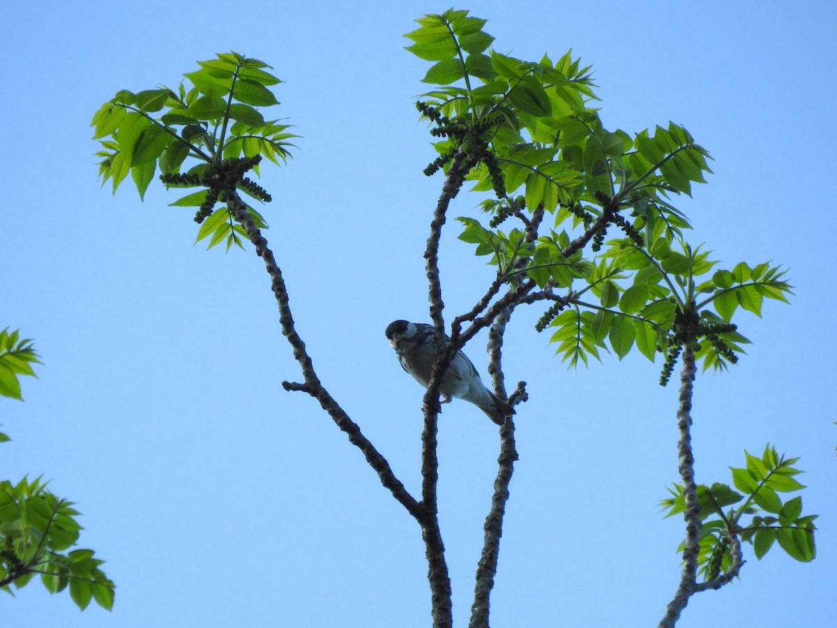 Blackpoll Warbler - ML636705917