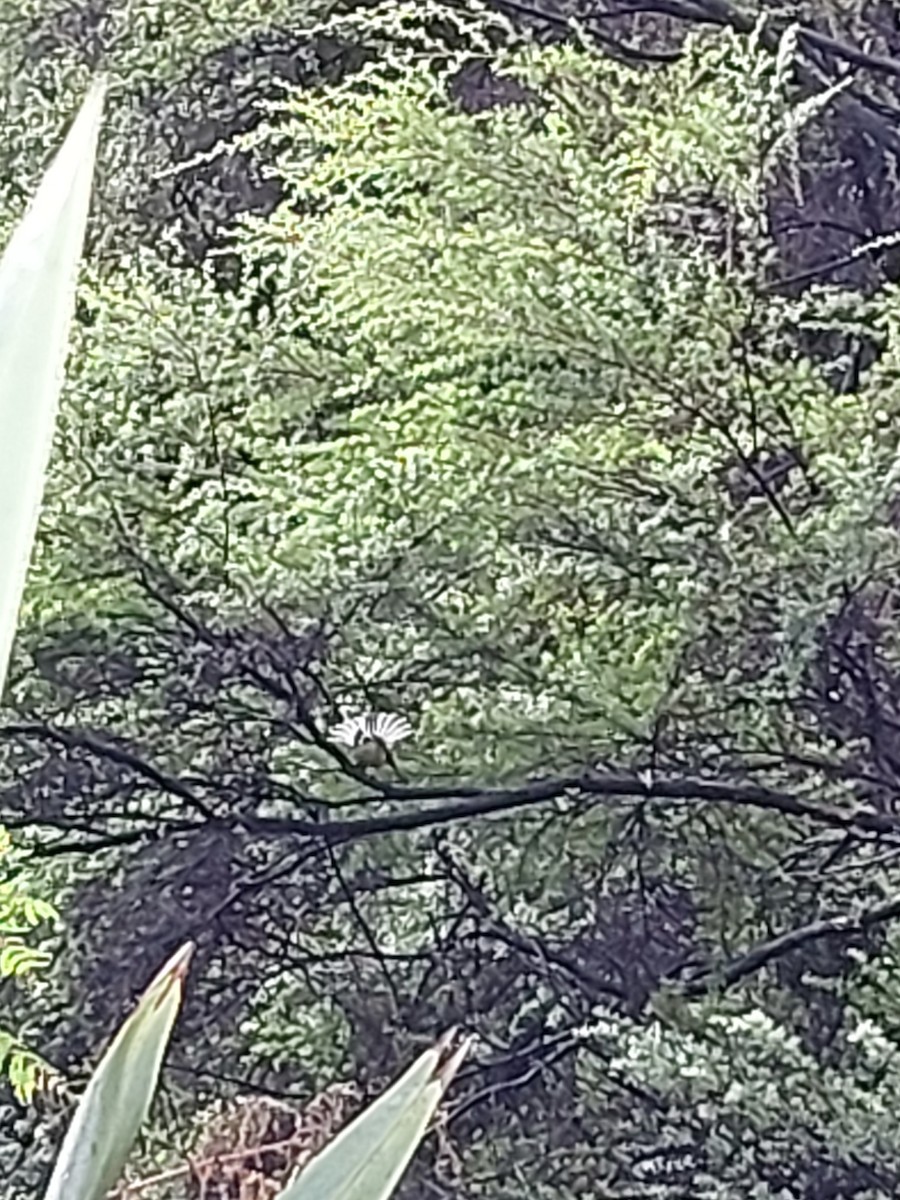 New Zealand Fantail - ML636706064