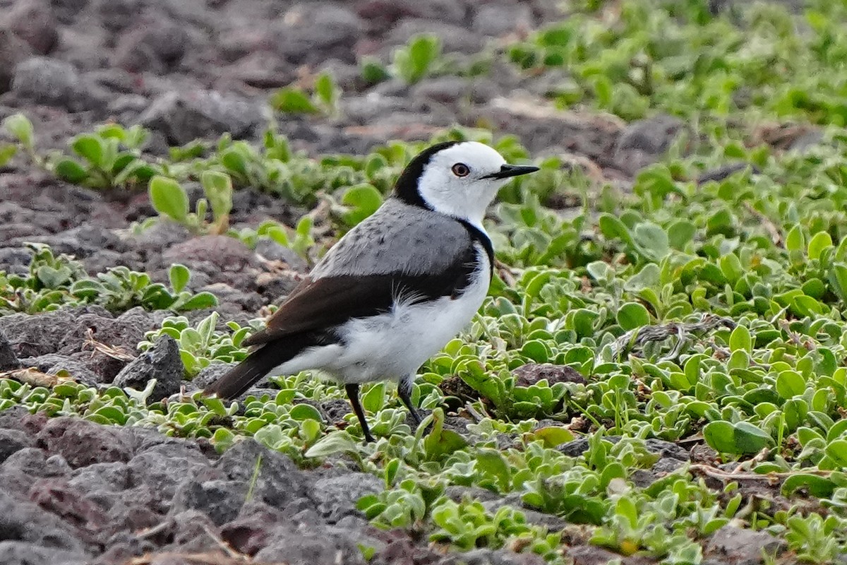 Eptianuro Pío - ML636706109