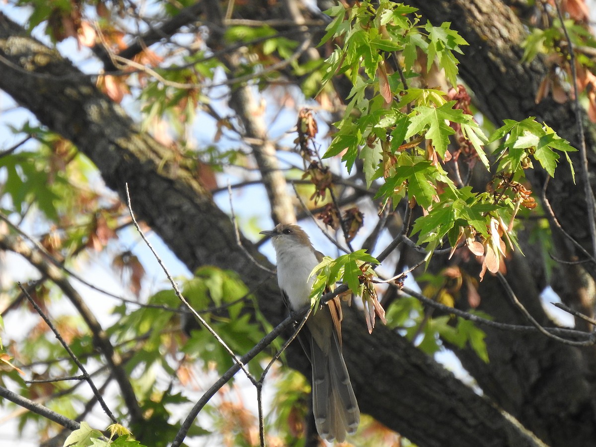 Black-billed Cuckoo - ML636706132