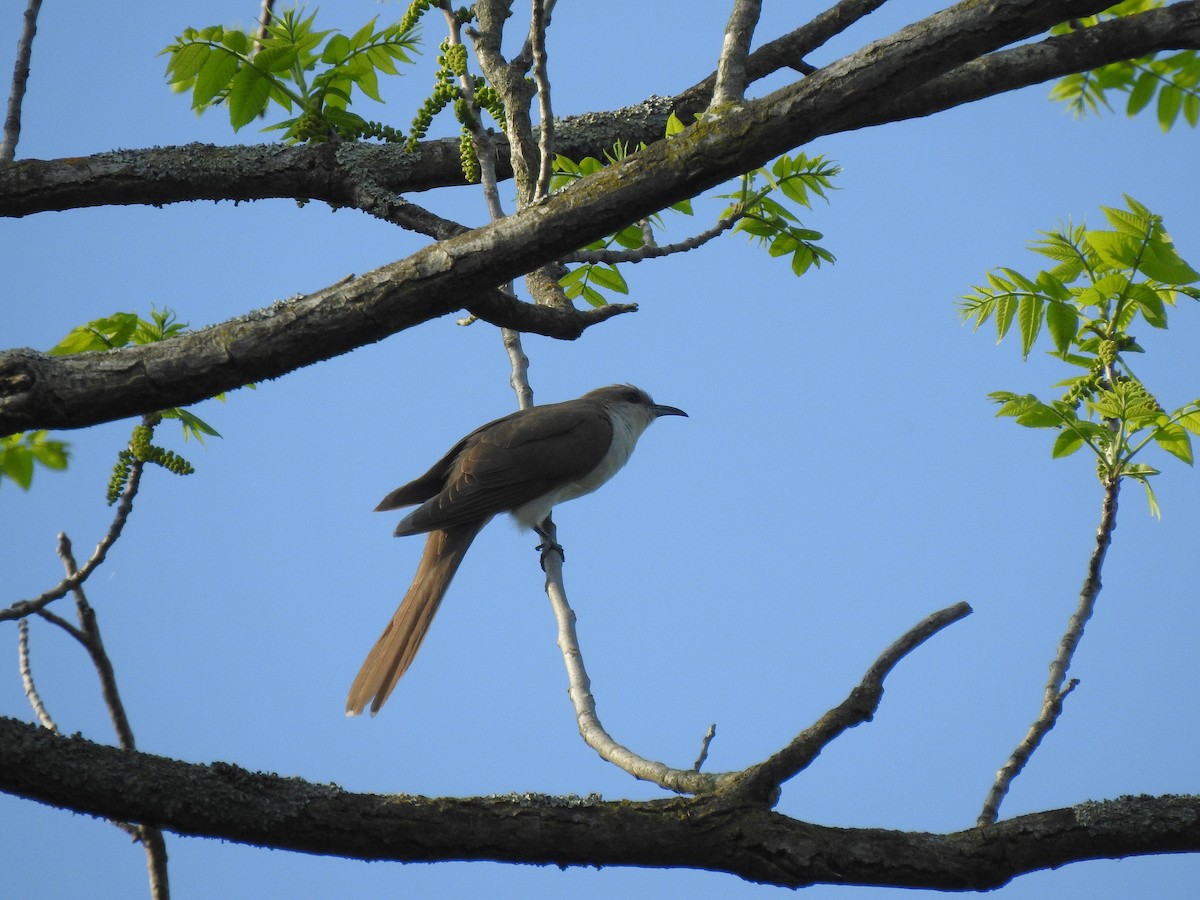 Black-billed Cuckoo - ML636706133