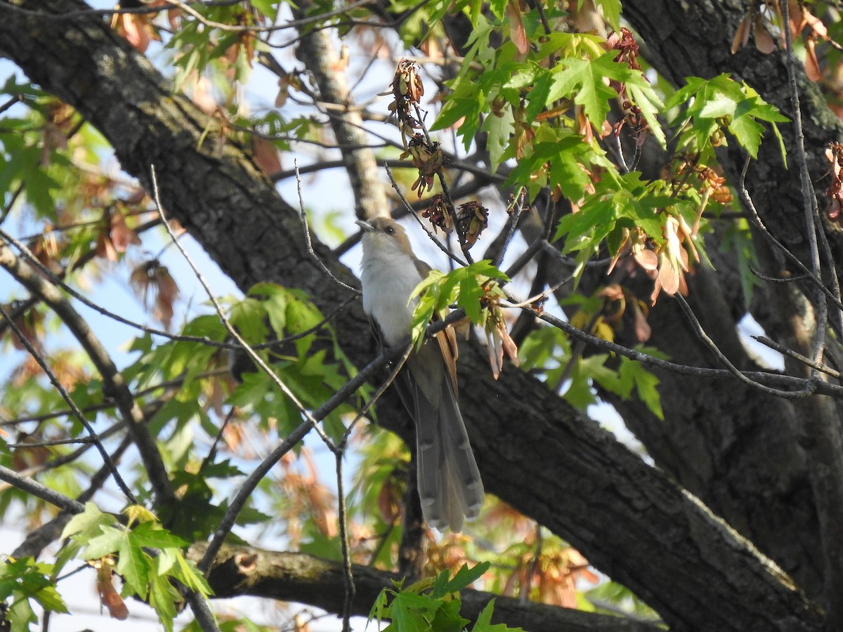 Black-billed Cuckoo - ML636706134