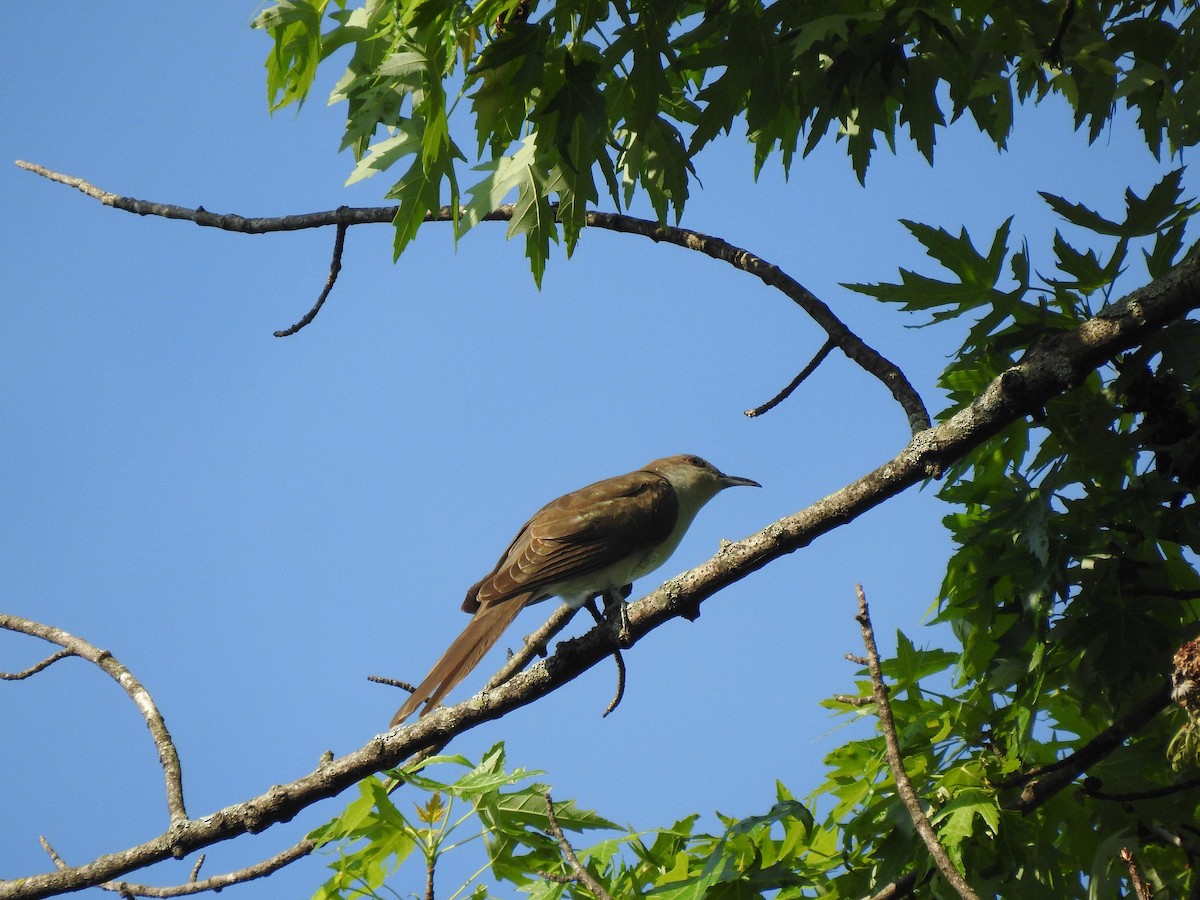 Black-billed Cuckoo - ML636706135