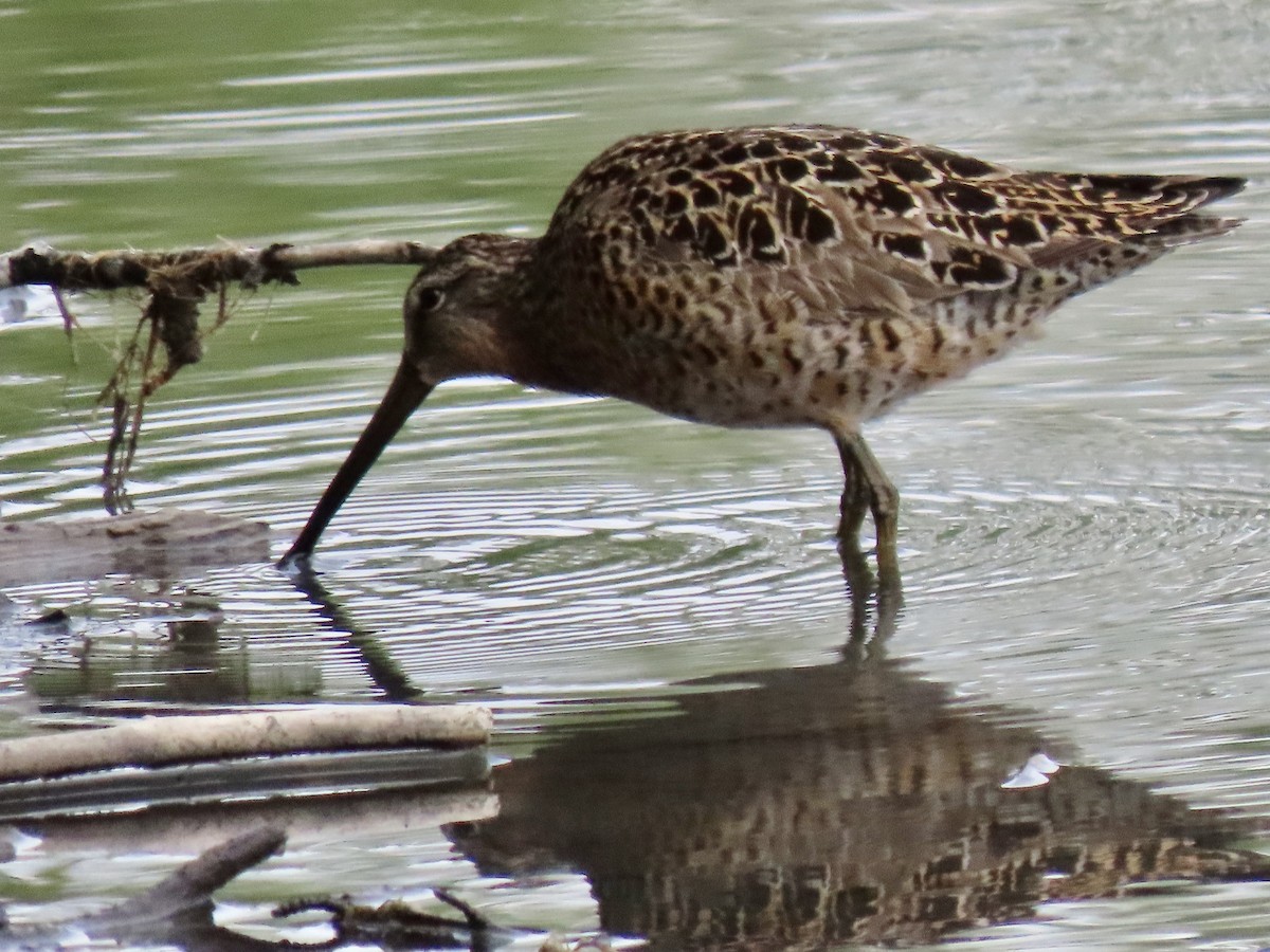 Short-billed Dowitcher - ML636706140