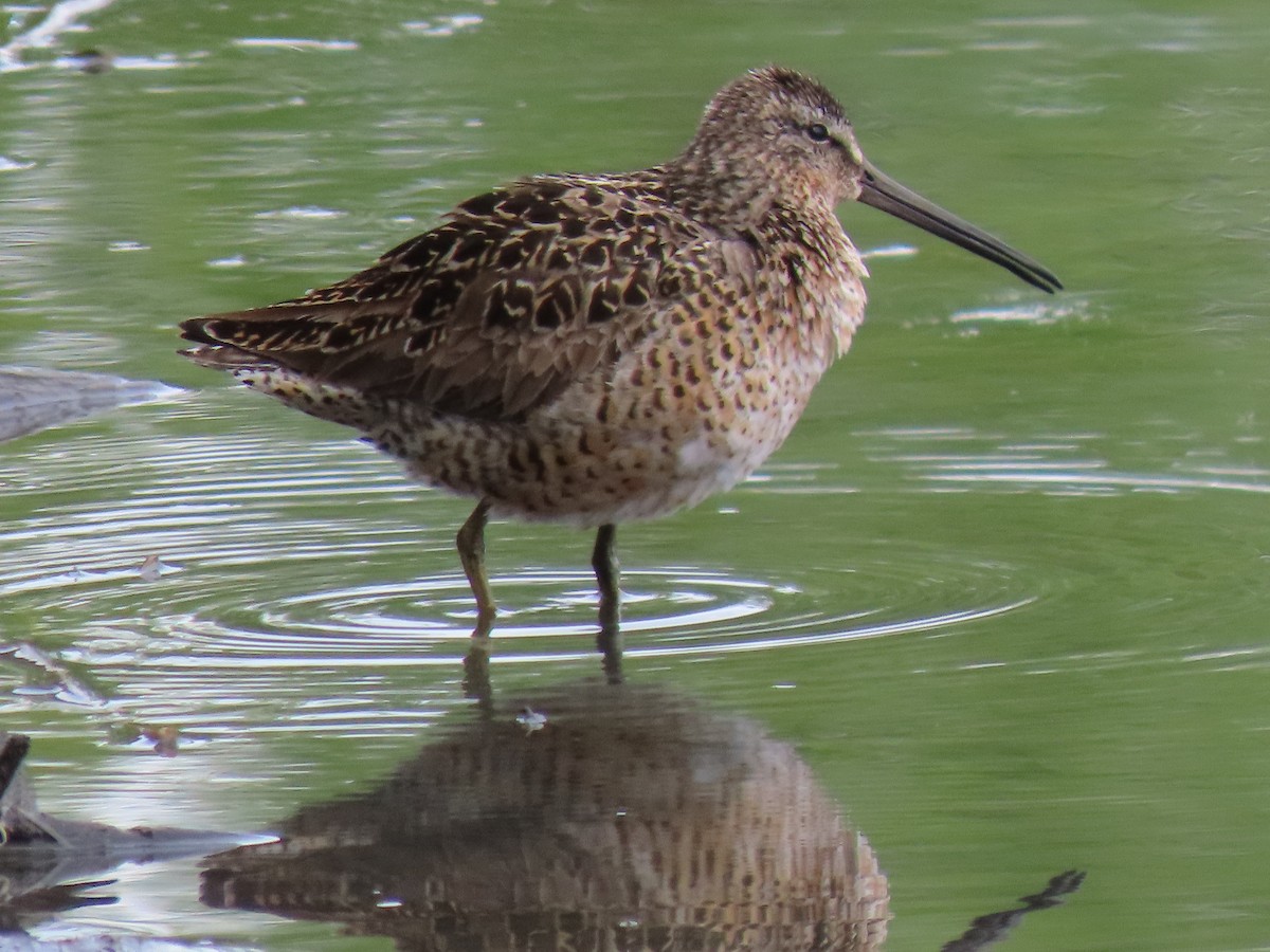 Short-billed Dowitcher - ML636706142