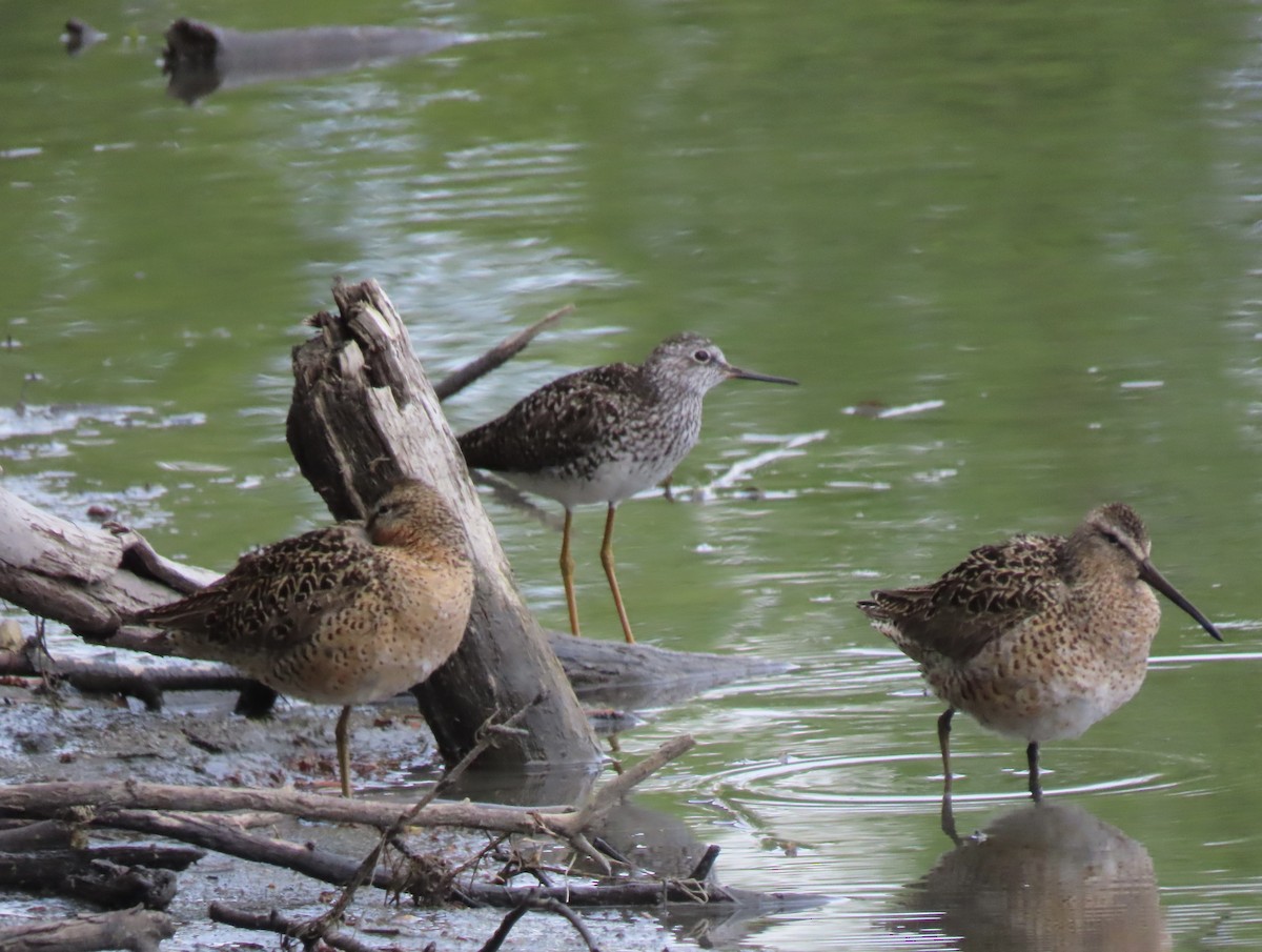 Short-billed Dowitcher - ML636706145