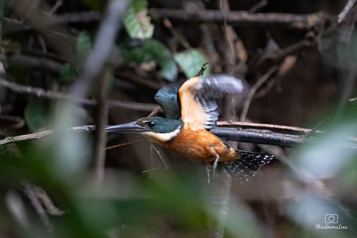 Green-and-rufous Kingfisher - ML636706157