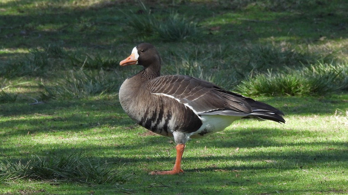 Greater White-fronted Goose - ML636706162