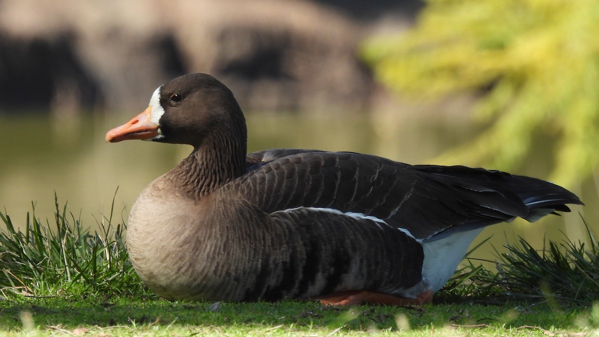 Greater White-fronted Goose - ML636706163