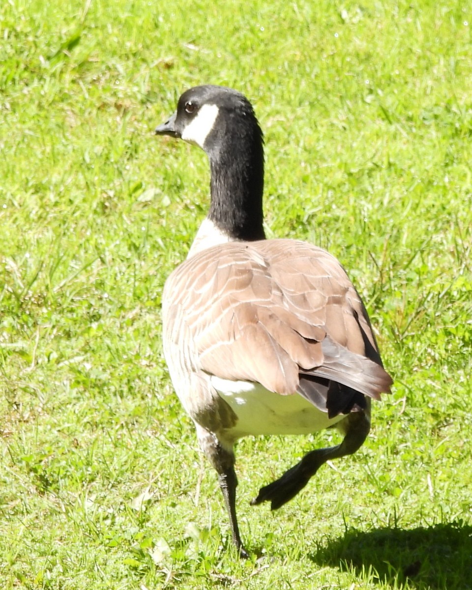 Cackling Goose - ML636706172