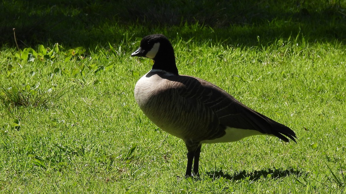 Cackling Goose - ML636706173
